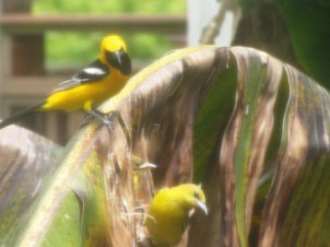 Hooded Oriole family in San Francisco