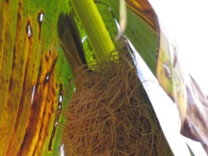 Mom Posey keeps the eggs warm