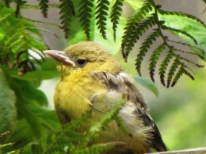 A beautiful Baby Whiteside