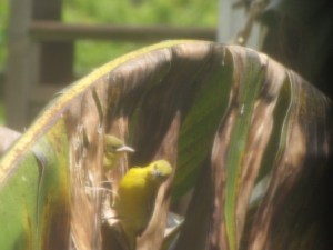 201105 016 Come to Mama Whiteside